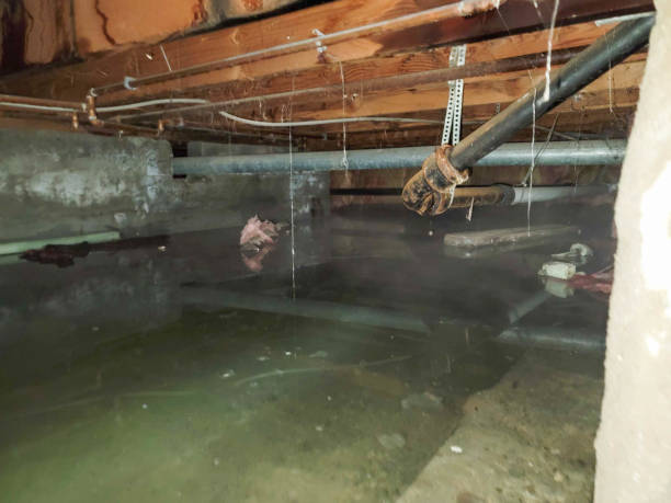 Best Water damage contractors near me  in Wintersville, OH